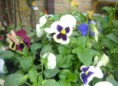 VIOLA WITTROCKIANA